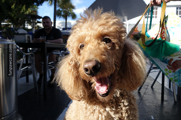 Dog Training Classes Miami, Fun Paw Care (5)