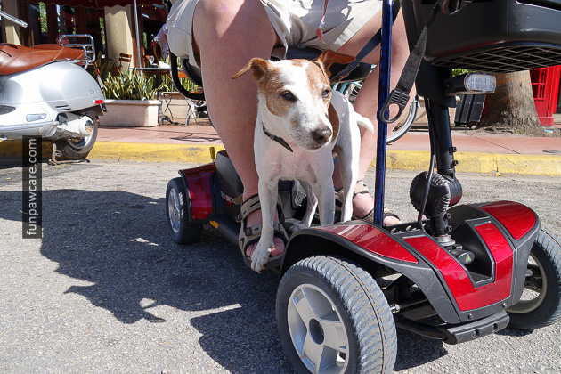 Dog Training Classes Miami, Fun Paw Care (17)