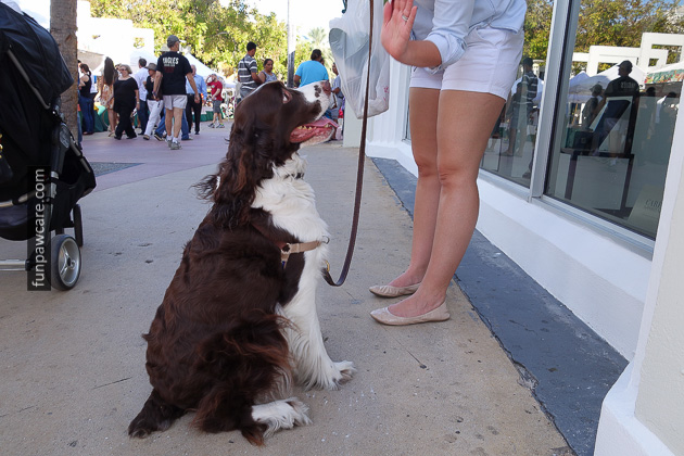 Dog Training Classes Miami, Fun Paw Care (13)