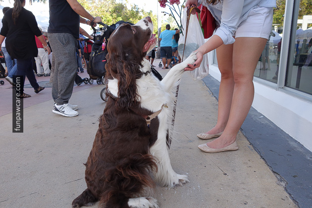 Dog Training Classes Miami, Fun Paw Care (11)