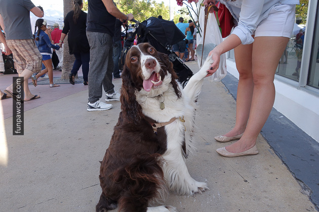 Dog Training Classes Miami, Fun Paw Care (10)