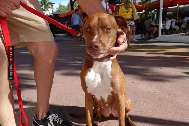 Dog Training Classes Miami, Fun Paw Care (6)