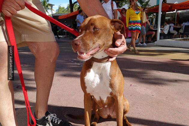 Dog Training Classes Miami, Fun Paw Care (4)