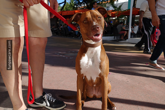 Dog Training Classes Miami, Fun Paw Care (1)