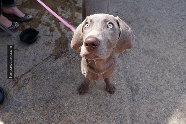 Dog Training Classes Miami, Fun Paw Care (45)