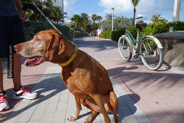 Dog Training Miami Beach (13)