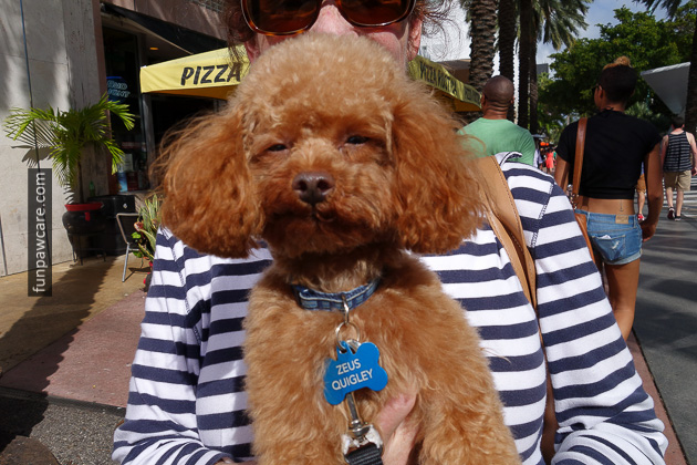 Dog Training Miami Beach (20)