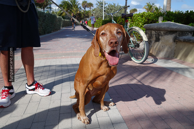 Dog Training Miami Beach (14)