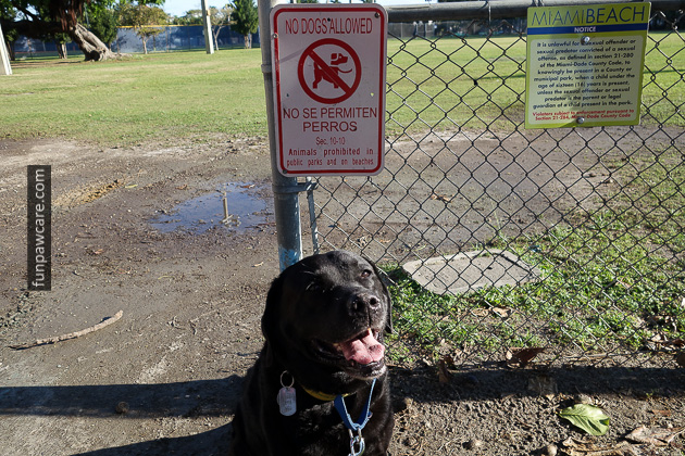 Certified Professional Dog Trainer Miami Florida (33)