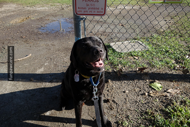 Certified Professional Dog Trainer Miami Florida (32)