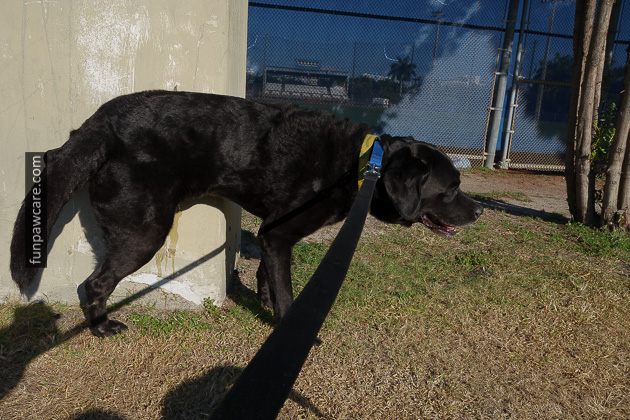Certified Professional Dog Trainer Miami Florida (21)