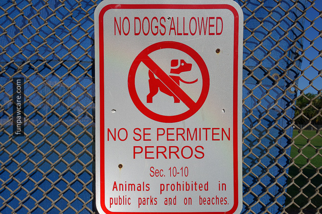 Certified Professional Dog Trainer Miami Florida (20)