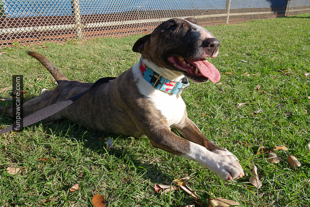 Certified Professional Dog Trainer Miami Florida (17)