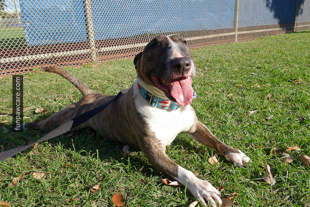 Certified Professional Dog Trainer Miami Florida (16)