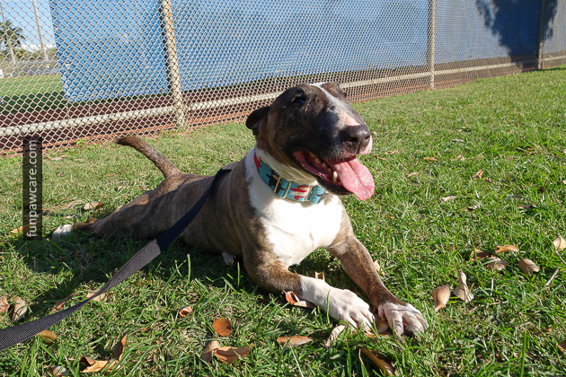 Certified Professional Dog Trainer Miami Florida (15)