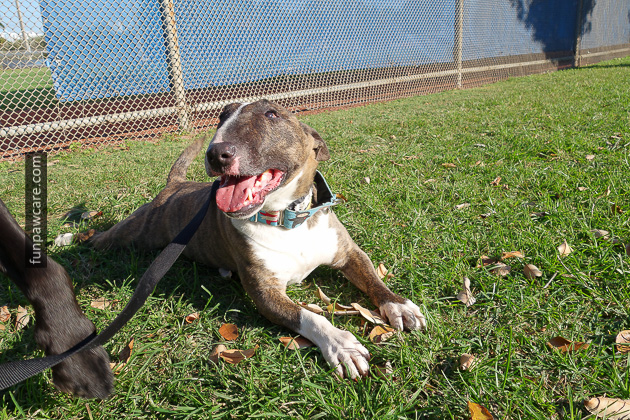 Certified Professional Dog Trainer Miami Florida (14)