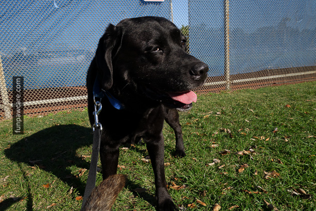 Certified Professional Dog Trainer Miami Florida (13)