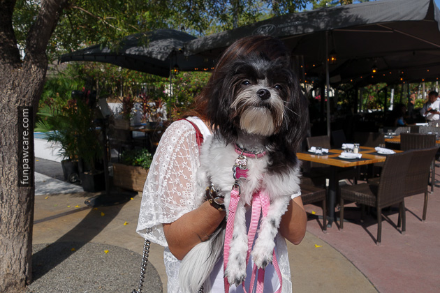Certified Professional Dog Trainer Miami Florida (39)