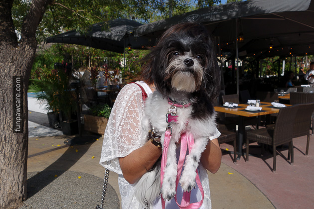 Certified Professional Dog Trainer Miami Florida (38)