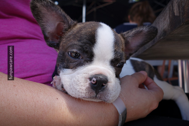 Dog Behavior Training Miami (26)