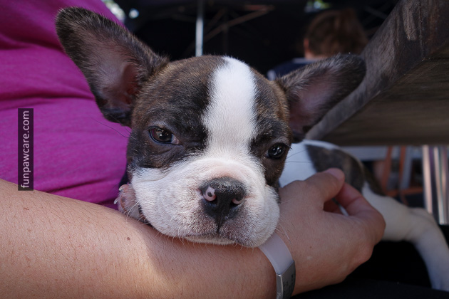 Dog Behavior Training Miami (25)