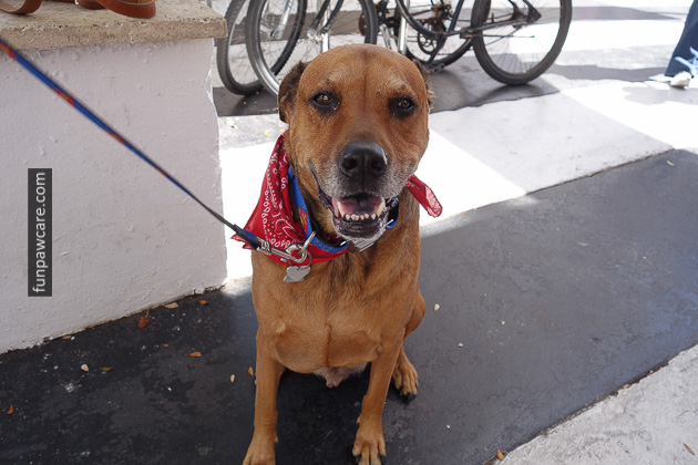 Dog Behavior Training Miami (20)