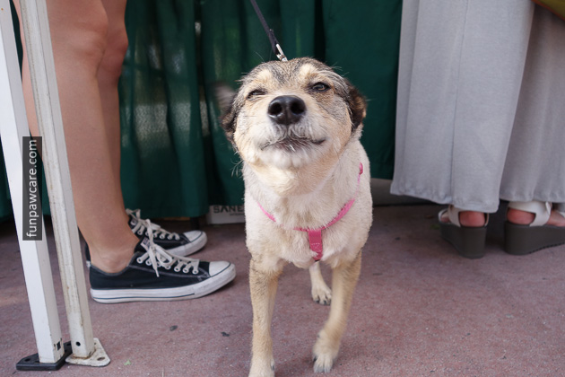 Dog Obedience Training Miami (40)
