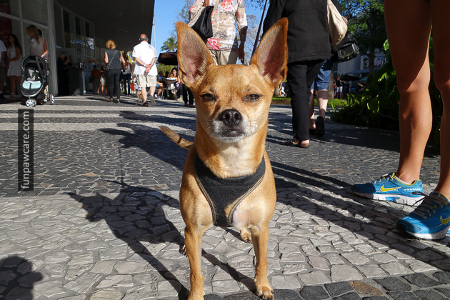Dog Obedience Training Miami (12)