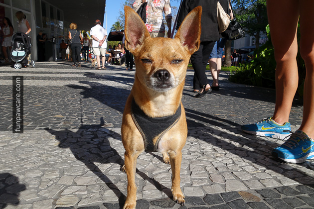 Dog Obedience Training Miami (11)