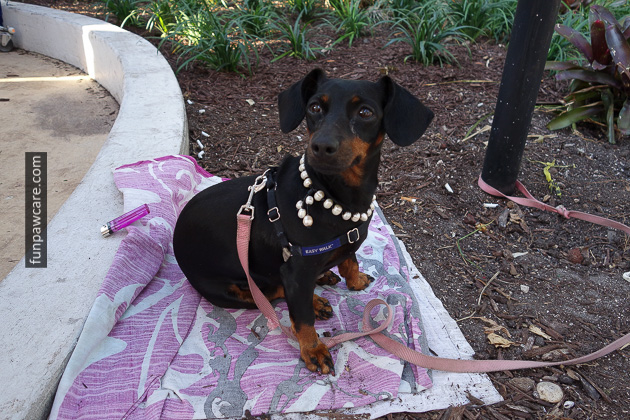 Dog Trainer Miami with Fun paw care