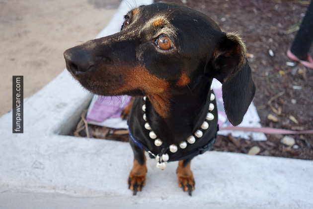 Dog Trainer Miami with Fun paw care