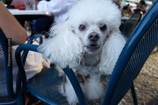 Dog Trainer Miami with Fun paw care