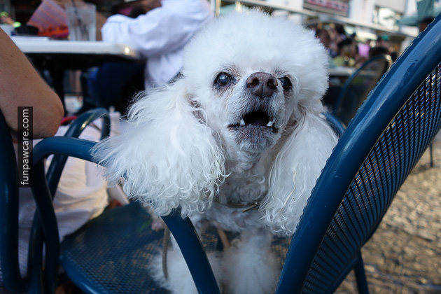 Dog Trainer Miami with Fun paw care