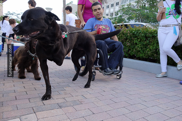 Dog Training Miami (29)