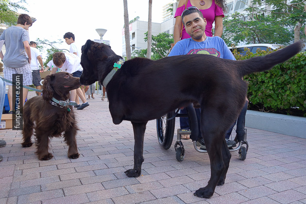 Dog Training Miami (28)