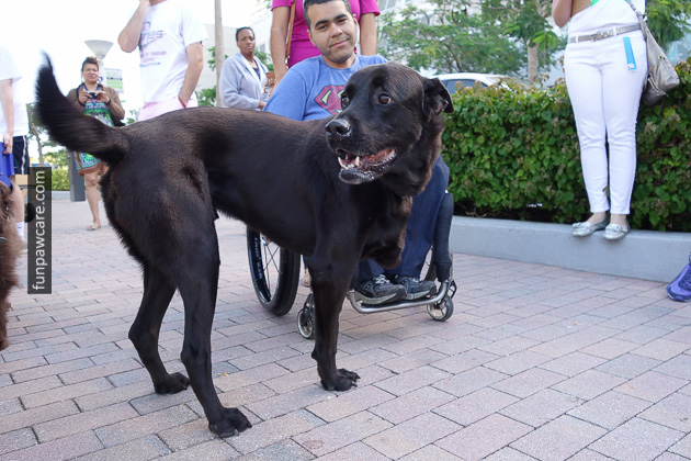 Dog Training Miami (27)