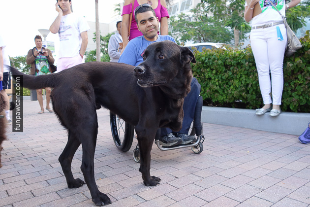 Dog Training Miami (26)