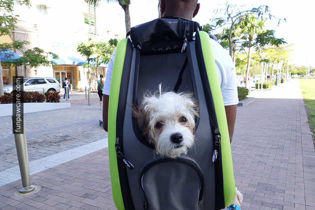 Dog Training Miami (53)