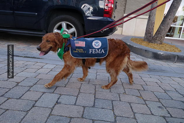 Dog Training Miami (45)