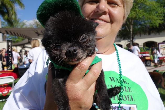 Dog Training Miami (25)