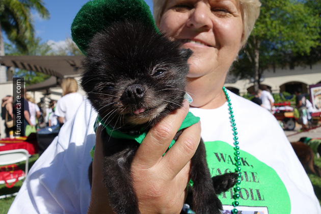Dog Training Miami (24)