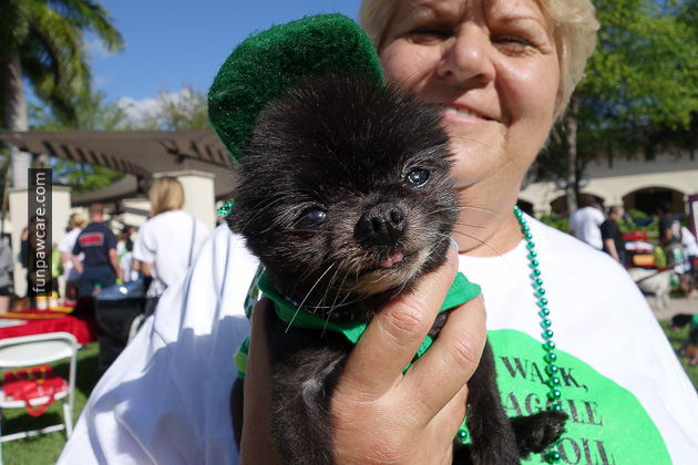 Dog Training Miami (21)