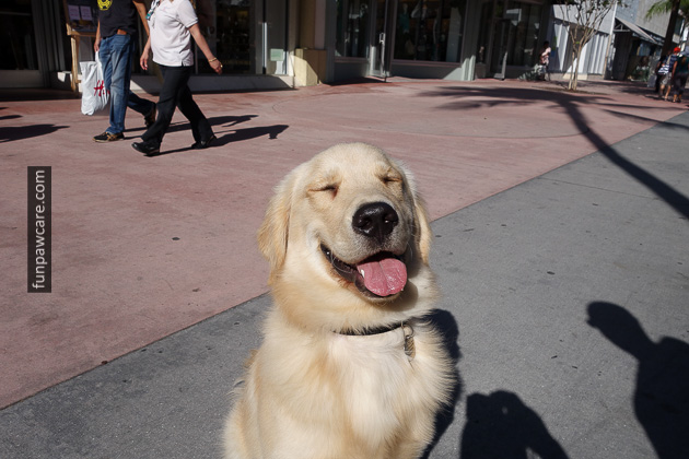 Dog Training in Miami (29)