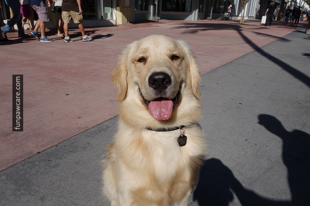Dog Training in Miami (28)