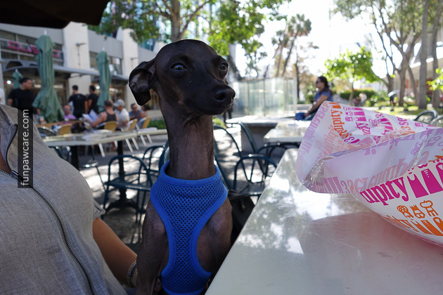 Dog Training in Miami (11)