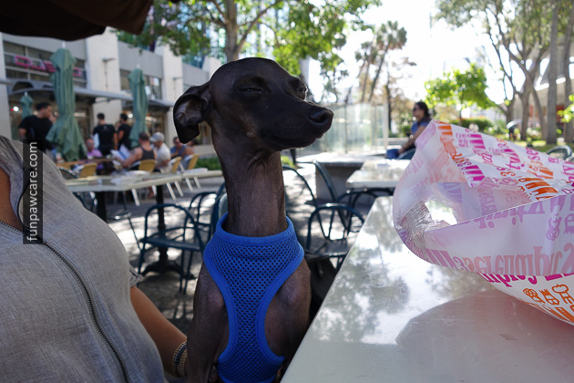 Dog Training in Miami (10)