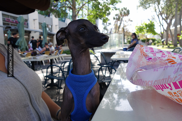 Dog Training in Miami (9)