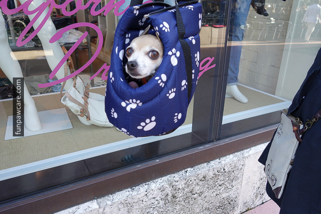 Dog Training in Miami (8)