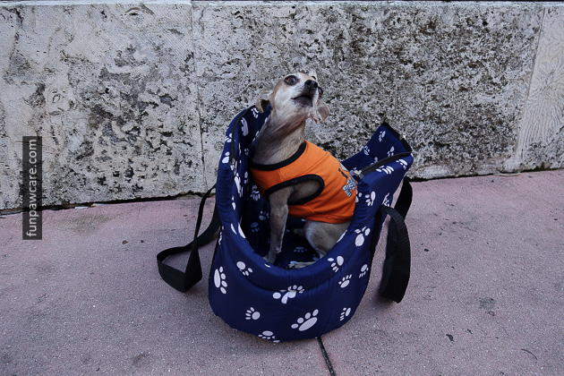 Dog Training in Miami (7)