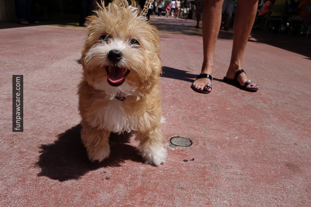 Dog Training in Miami (57)